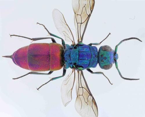 Réf. 229 259 : Chrysura refulgens